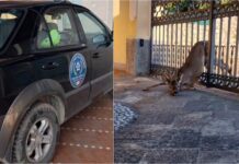 Vallecrosia al Mare, capriolo infilzato in un cancello: salvato da Ambulanze Veterinarie e Vigili del Fuoco ambulanze veterinarie