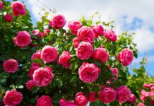 Festival dei Fiori di Sanremo, via Escoffier pronta a trasformarsi in un roseto roseto