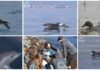 Storie dei ”Delfini del Ponente: marzo ricco di avvistamenti e ricerca sulla fauna marina tra scatti e video dalla provincia di Imperia Delfini del Ponente