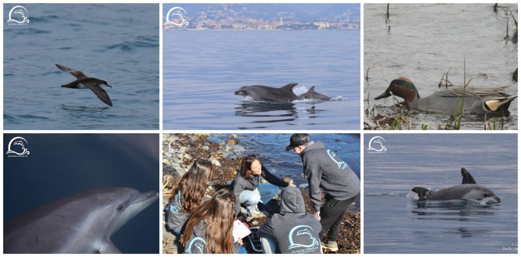 Delfini del Ponente