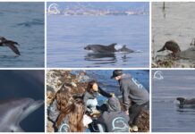 Storie dei ‘Delfini del Ponente’: marzo ricco di avvistamenti e ricerca sulla fauna marina tra scatti e video dalla provincia di Imperia Delfini del Ponente