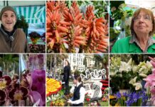 Corso Fiorito, i fiorai: “Un fiore coltivato qui batte 5 a 1 quelli di fuori. Tanti così solo a Sanremo” Corso Fiorito fiori Sanremo