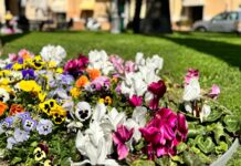 Diano Marina, il Comune verso un nuovo affidamento del verde pubblico fiori