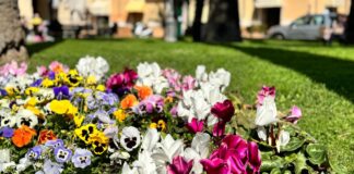 Diano Marina, il Comune verso un nuovo affidamento del verde pubblico fiori