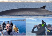 Imperia, avvistata la prima balenottera comune dell’anno: le immagini dei Delfini del Ponente balenottera comune