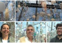 Imperia, il mare diventa arte e messaggio: “500 meduse galleggianti contro l’inquinamento” con l’artista internazionale Bertrand Cazenave e la sua ‘Les mers veilleuses’ Les mers veilleuses