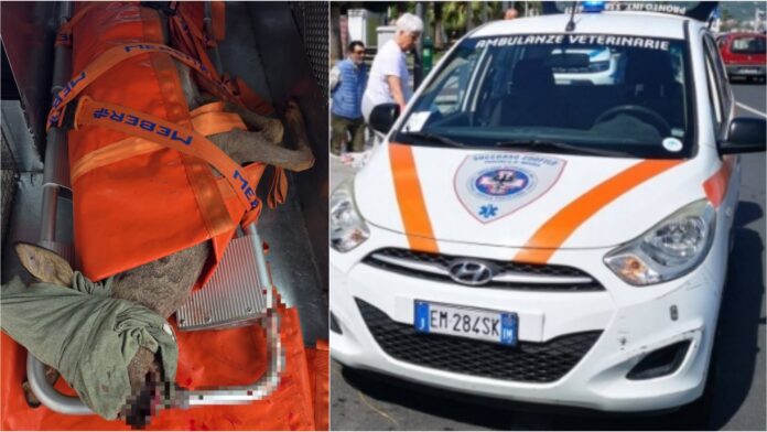 ambulanze veterinarie