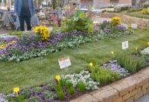 Diano Marina porta Aromatica a Fior d’Albenga aromatica fior d'albenga