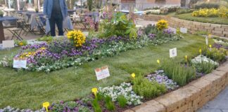 Diano Marina porta Aromatica a Fior d’Albenga aromatica fior d'albenga