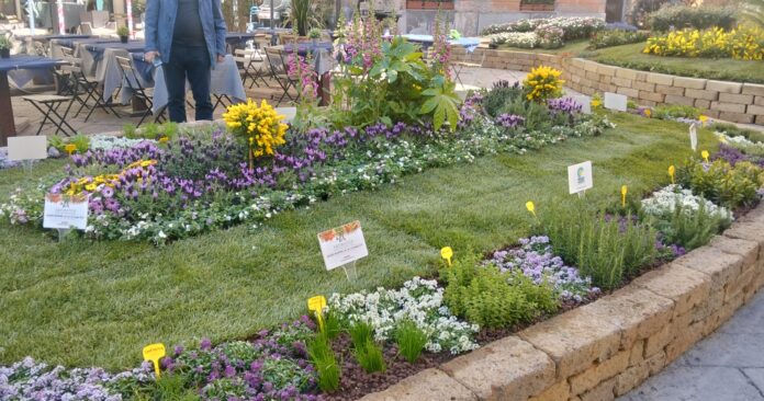 aromatica fior d'albenga