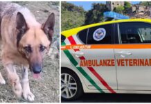 La cagnolina Amy salva dopo il morso di una vipera a Carpasio. Ambulanze Veterinarie: “Grazie al vostro aiuto siamo riusciti a saldare l’intera fattura” Amy Ambulanze veterinarie