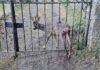 Soccorso un capriolo rimasto bloccato a Bajardo, rimesso in libertĂ