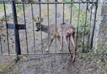 Soccorso un capriolo rimasto bloccato a Bajardo, rimesso in libertĂ