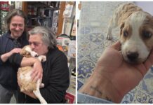 Ventimiglia: cucciolo di Breton abbandonato in un cartone, ora ha trovato famiglia cucciolo di Breton