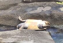 Tartaruga marina trovata senza vita tra gli scogli a Bordighera