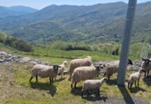 Coldiretti Liguria lancia “Dilupoli”: nuovi sistemi per prevenire gli attacchi dei lupi