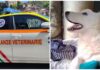 Sanremo, cucciolo salvato da una vita di sofferenza. L’appello delle Ambulanze Veterinarie: “Ora si merita una famiglia” cucciolo Ambulanze Veterinarie