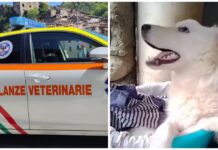 Sanremo, cucciolo salvato da una vita di sofferenza. L’appello delle Ambulanze Veterinarie: “Ora si merita una famiglia” cucciolo Ambulanze Veterinarie