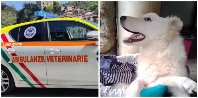 cucciolo Ambulanze Veterinarie