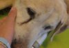 Ventimiglia, le Ambulanze Veterinarie soccorrono un Labrador cardiopatico