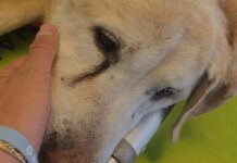 Ventimiglia, le Ambulanze Veterinarie soccorrono un Labrador cardiopatico