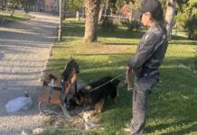 Controlli straordinari tra Ventimiglia e Vallecrosia al Mare: 8 illeciti amministrativi, sanzionati 3 esercizi commerciali