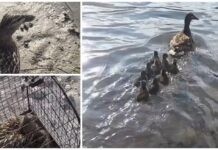 Ventimiglia, salvati una mamma di germano reale e i suoi otto piccoli: trasferiti all’Oasi del Nervia germano reale