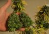 Cannabis light, nuovi dissequestri a Sanremo cannabis