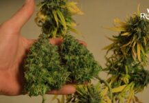 Cannabis light, nuovi dissequestri a Sanremo cannabis