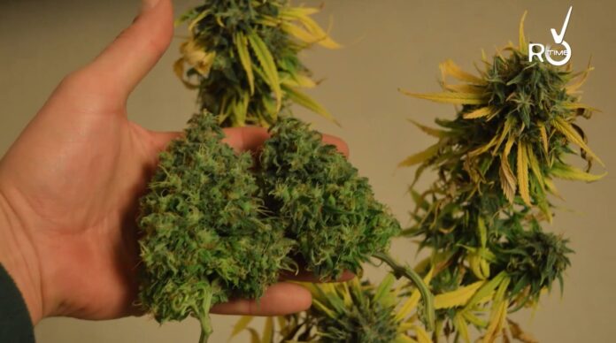 cannabis