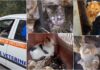 Degrado in un’abitazione a Borgomaro: salvati oltre 30 gatti in condizioni critiche e un cane ambulanze veterinarie
