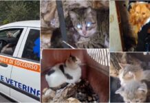 Degrado in un’abitazione a Borgomaro: salvati oltre 30 gatti in condizioni critiche e un cane ambulanze veterinarie