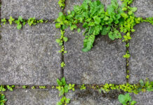 Diano Marina approva il piano contro vegetazione infestante e allergenica