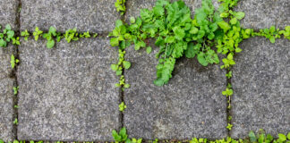 Diano Marina approva il piano contro vegetazione infestante e allergenica