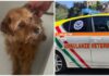 Degrado in un’abitazione a Borgomaro: storia a lieto fine per il cane salvato dalle Ambulanze Veterinarie cane Ambulanze Veterinarie