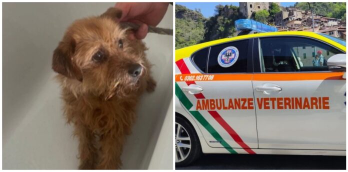 cane Ambulanze Veterinarie cane Ambulanze Veterinarie