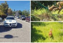 Sanremo: capriolo intrappolato nelle reti per olive salvato dalle Ambulanze Veterinarie. “Controlliamole più spesso, basta poco per evitare una tragedia” capriolo