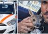 Ventimiglia, cucciolo di capriolo salvato tra la sterpaglia. Ambulanze Veterinarie: “Decisivo il richiamo disperato del piccolo” cucciolo di capriolo