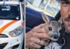 Ventimiglia, cucciolo di capriolo salvato tra la sterpaglia. Ambulanze Veterinarie: “Decisivo il richiamo disperato del piccolo” cucciolo di capriolo