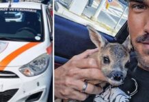 Ventimiglia, cucciolo di capriolo salvato tra la sterpaglia. Ambulanze Veterinarie: “Decisivo il richiamo disperato del piccolo” cucciolo di capriolo