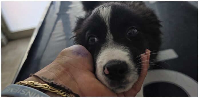 cucciolo cane