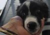 Ventimiglia, oltre 166mila euro per i cani randagi: affidato il servizio di ricovero e cura cane