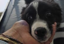 Ventimiglia, oltre 166mila euro per i cani randagi: affidato il servizio di ricovero e cura cane