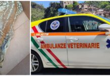 Ospedaletti, cucciolo di capriolo ferito durante la pulizia di una fascia: salvato e ricongiunto alla madre capriolo