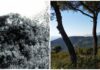 Sulle tracce di Francesco Biamonti: a San Biagio della Cima l’itinerario tra natura e letteratura San Biagio della Cima