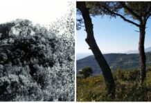 Sulle tracce di Francesco Biamonti: a San Biagio della Cima l’itinerario tra natura e letteratura San Biagio della Cima