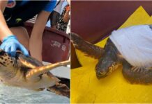 Torna in mare dopo 10 mesi di cure Lorena, la tartaruga Caretta caretta salvata ad Aregai tartaruga caretta caretta
