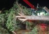 Ventimiglia, crolla un pino in via Rufo. Di Muro: “Procederemo, con rammarico, agli interventi necessari su esemplari a rischio” crollo pino via rufo ventimiglia