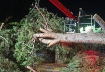 Ventimiglia, crolla un pino in via Rufo. Di Muro: “Procederemo, con rammarico, agli interventi necessari su esemplari a rischio” crollo pino via rufo ventimiglia