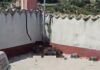 Cane morto di stenti a Ventimiglia: indagati proprietario e parente per maltrattamenti aggravati